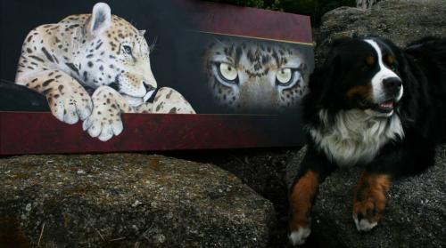 Panthera Pardus Orientalis, 2014