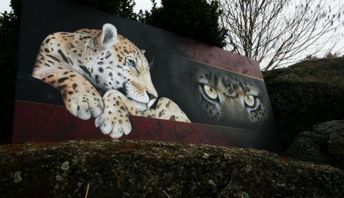 Panthera Pardus Orientalis, 2014
